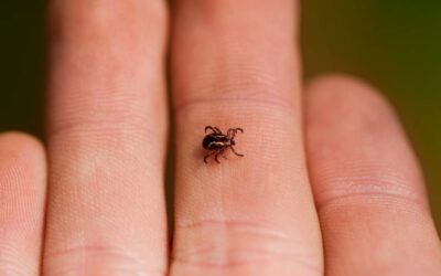 All News 6 Prevent Tick Bites