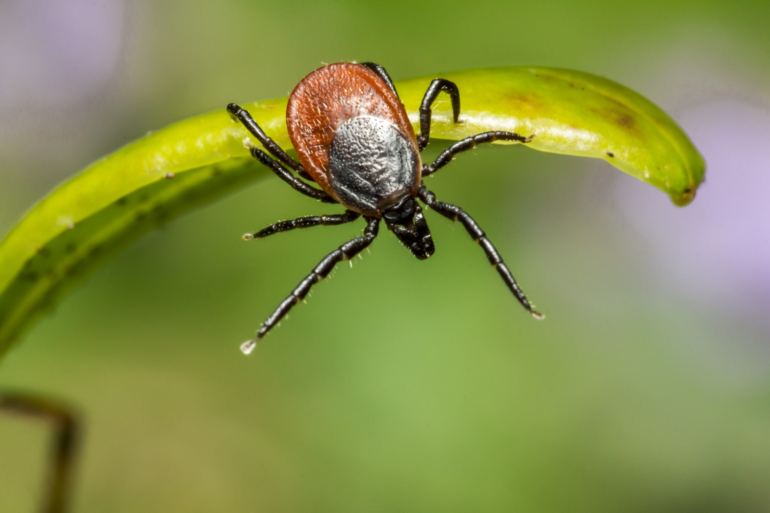 Stay Safe Outdoors: Tips to Avoid Ticks and Other Bugs